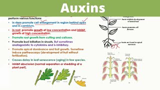 Auxins  Plant Hormones [upl. by Adnomal811]