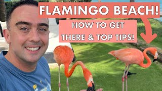 I Took a Cruise to Aruba and Visited the WORLD FAMOUS Flamingo Island [upl. by Aham315]