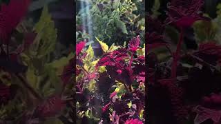 कोलियस का पौधा  कोलियस प्लांट किसके लिए अच्छा है  garden houseplants gardening [upl. by Sondra428]