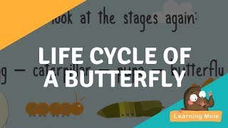 The Life Cycle of a Butterfly  Caterpillar to Butterfly  Bufferfly Facts for Kids  Life Cycle [upl. by Adnovaj263]