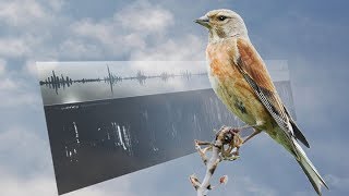 LINNET SONGS – Carduelis cannabina [upl. by Trista]