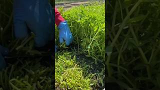 Harvesting fresh Limnophila aromatica Pak Ka Yan from the garden LimnophilaAromatica [upl. by Rip]