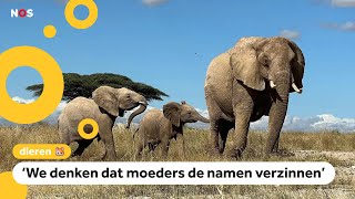 Onderzoek ook olifanten noemen elkaar bij naam [upl. by Austin810]