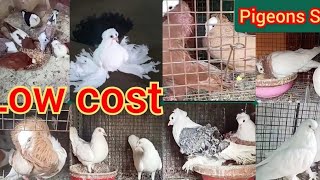 fancy pigeons sale  pigeon sale in India  pigeon sale in Hyderabad  Chhattisgarh [upl. by Ahsotan]