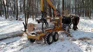 Draft horses logging [upl. by Pontias545]