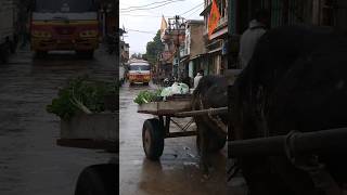 Ox cart vegetable seller in mandawa [upl. by Rafat]