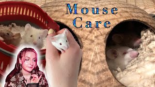 COMPLETE GUIDE to MOUSE CARE  Cage Food Toys  How to take care of fancy mice [upl. by Anirol]