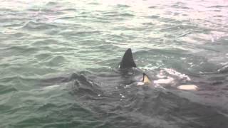 Incredibly close encounter with Orcas in New Zealand [upl. by Sacha645]