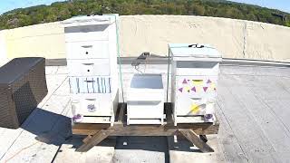 ProAssurance Rooftop Bees Livestream [upl. by Nosniv]