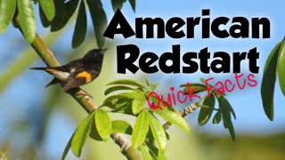 The American Redstart Mini documentary ID food  how to ID habitat nesting behavior [upl. by Ennoved]