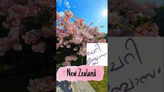 🌸🌸cherry blossom 🌸🌸 hawkes bay newzealand shorts ytshorts youtubeshorts viralvideo flowers [upl. by Cut]