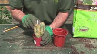 How To Grow A Cactus Plant [upl. by Kroy720]