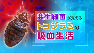 共生細菌が支えるトコジラミの吸血生活【ERATO深津共生進化機構プロジェクト】 [upl. by Tesler]