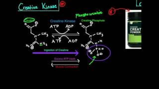 Creatine KinasePhosphagen System [upl. by Sergo933]