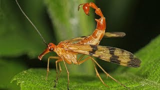 Scorpion Fly  Animal of the Week [upl. by Nyrtak70]