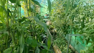 20210824  Irrigatia SOLC24 Polytunnel Irrigation [upl. by Nemzzaj]