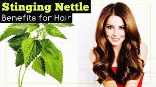 Stinging Nettle Benefits for Hair [upl. by Orenid]