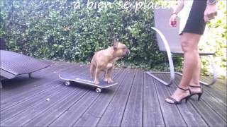 Gaston bouledogue français fait du skate [upl. by Namzzaj]