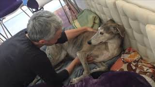 Greyhound Ada receiving Craniosacral Therapy [upl. by Sears]