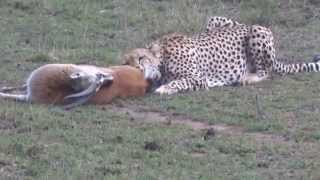 Cheetah hunting a Thompsons Gazelle in Masai Mara Game Reserve Kenya [upl. by Veno]