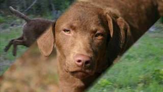 Morgan the Chesapeake Bay Retriever [upl. by Ghiselin]