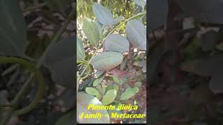 Allspice Health Benefits  Allspice Medicinal use  Jamaica pepper  Pimento medicinalplants [upl. by Elnar]