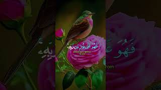 سورة الزمر الصلاه استغفار يارب [upl. by Karlene402]