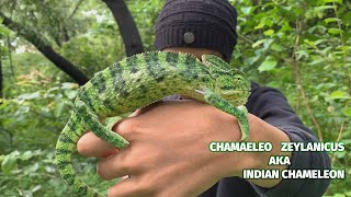 INDIAN CHAMELEON RESCUED  HOW DO CHAMELEON CHANGE COLOUR [upl. by Sami]