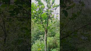 Persimmon grafting update cleft Grafting persimmon tree [upl. by Ylsew985]