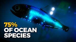 Why Is Almost All Bioluminescence in the Ocean [upl. by Coppinger]