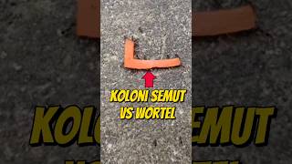 KOLONI SEMUT VS SEPOTONG WORTEL 🥕🐜 eksperimen semut semuthitam semutapi [upl. by Fania]