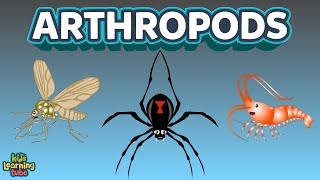 The Arthropods Complex Animals Insects [upl. by Us703]