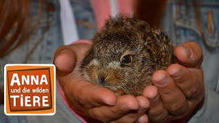 Feldhase und Wildkaninchen  Reportage für Kinder  Anna und die wilden Tiere [upl. by Dre]