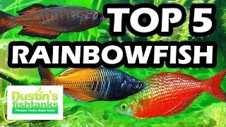 TOP 5 FAVORITE RAINBOWFISH FRESH WATER AQUARIUM FISH [upl. by Lleumas]