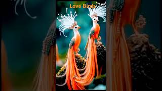 Love Birds shorts viralshorts viralshort indiantvshow short viralreels birds birdslovers [upl. by Ciccia]