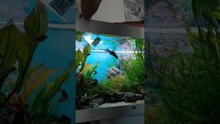 Aquarium Auflösen  Ich übernehme 2 Antennenwelse [upl. by Andreas750]