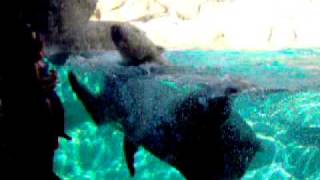 Polar Bear swimmingBrookfield Zoo Chicago [upl. by Eldnik781]