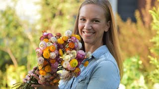 How to Grow Harvest and Wire Strawflowers  Northlawn Flower Farms [upl. by Quintilla]