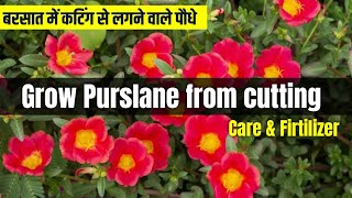 How to grow purslane from cutting easy method  Purslane ki cutting kaise lagae  care amp firtilizer [upl. by Mackenie164]