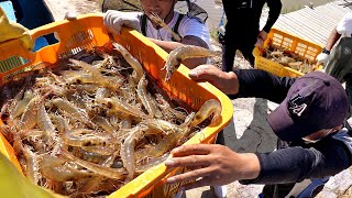 1년에 딱 2달 영업하는 식당 바다앞 갯벌 새우 양식으로 월15톤씩 팔리는 새우집 30년 토박이 사장님 등 제철해산물 영상 몰아보기┃SeafoodKoreanStreetFood [upl. by Areyk395]