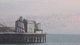 Starlings Murmuring at Brighton Pier 010224 [upl. by Odrareg]