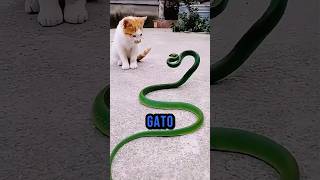 SI VES A TU GATO CON UNA SERPIENTE NO TE ASUSTES [upl. by Ahsinelg]