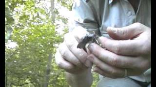 Poplar Hawkmoth [upl. by Leeann]