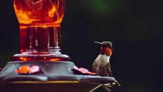 Soothing Rubythroated Hummingbird Sounds to Attract Hummingbirds  Natural Bird Calls [upl. by Jeroma]