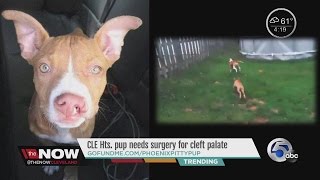 4PM Pit bull puppy Phoenix has cleft palate needs thousands of dollars of surgery and care [upl. by Annirok]