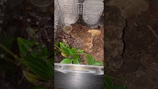 Acanthoscurria Geniculata  Sneaks Through The Terrarium 🕷️ geniculata tarantula tarantulalove [upl. by Asilak]