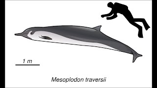 The SpadeToothed Beaked Whale Rarest Whale on Earth [upl. by Errick]