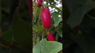 Amazing Ripe Coccinia Grandis short farming vegetables [upl. by Esyned]