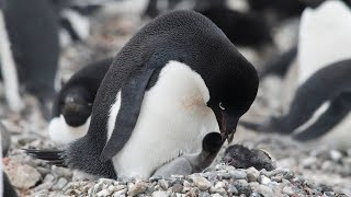 Adelie Penguin Laying Eggs And Hatching In The Snow To Cute Chicks [upl. by Vel]