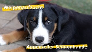 WauTV  Appenzeller Sennenhunde Welpen Aufzucht [upl. by Haldane]